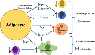 Adipocytes, Innate Immunity and Obesity: A Mini-Review